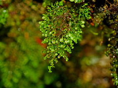 Image of Hymenophyllum exquisitum