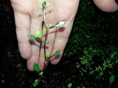 Corokia cotoneaster