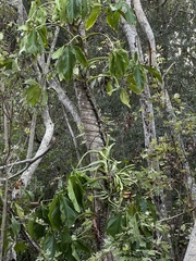 Syngonium angustatum