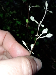 Corokia cotoneaster
