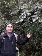 Pseudopanax colensoi