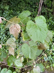 Vitis tiliifolia