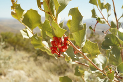 Grevillea wickhamii
