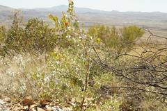 Grevillea wickhamii