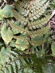 Polystichum piceopaleaceum