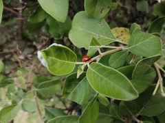 Cycloneda sanguinea