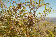 Corymbia