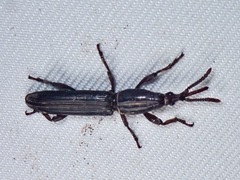 Trachelizini