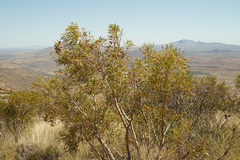 Corymbia