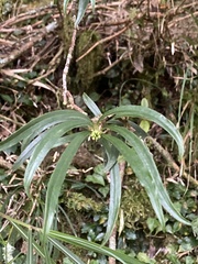 Daphne arisanensis