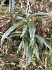 Daphne arisanensis