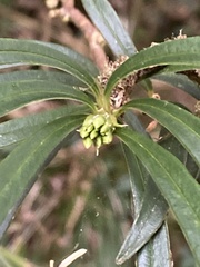 Daphne arisanensis