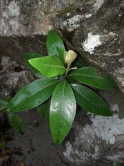 Olearia avicenniifolia