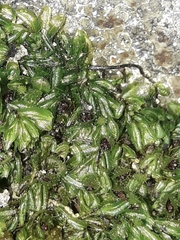 Hymenophyllum minimum
