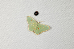 Comostola nereidaria