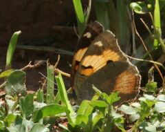 Junonia hierta cebrene