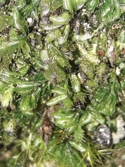 Hymenophyllum minimum