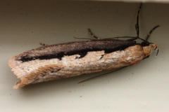 Leptocroca sanguinolenta