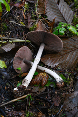 Agaricus diminutivus