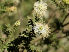 Melaleuca squarrosa