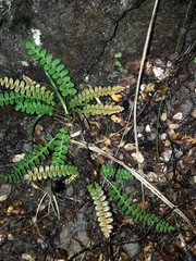 Blechnum penna-marina