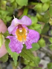 Impatiens uniflora