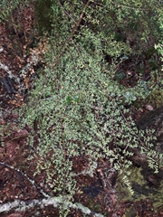 Coprosma microcarpa