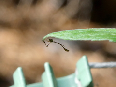 Leptopteromyia americana