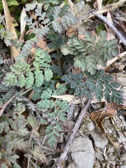 Corydalis ophiocarpa