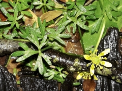 Ranunculus amphitrichus