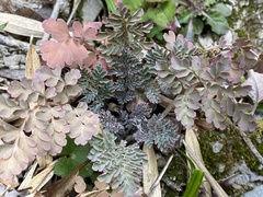 Corydalis ophiocarpa