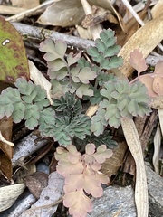 Corydalis ophiocarpa