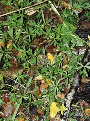 Ranunculus amphitrichus