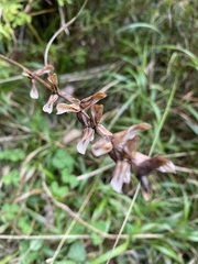 Pedicularis refracta transmorrisonensis