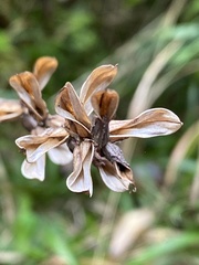 Pedicularis refracta transmorrisonensis