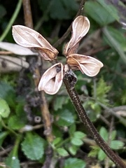 Pedicularis refracta transmorrisonensis