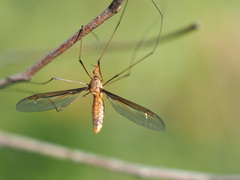 Leptotarsus