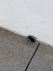 Coelocnemis dilaticollis