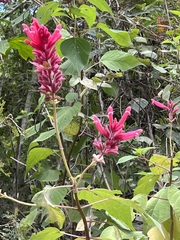 Salvia wagneriana