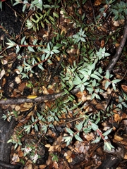 Pimelea oreophila