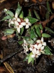 Pimelea oreophila