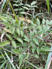 Rubus pungens oldhamii