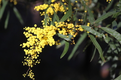 Acacia neriifolia