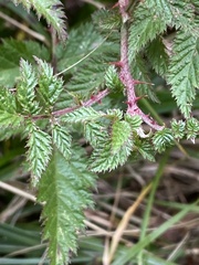 Rubus pungens oldhamii