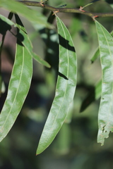 Acacia neriifolia