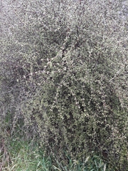 Olearia bullata