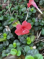 Barleria repens