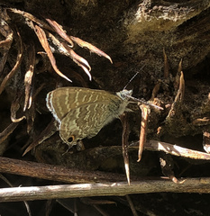 Theclinesthes onycha
