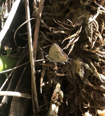 Theclinesthes onycha