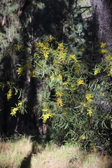 Acacia neriifolia